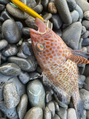 オオモンハタの釣果