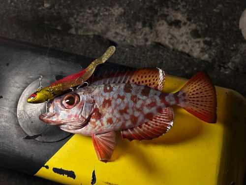 ゴマヒレキントキの釣果