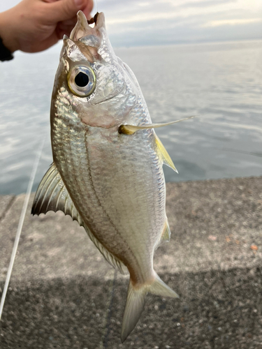 クロサギの釣果