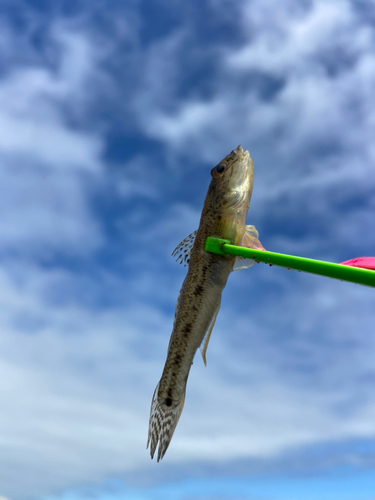 マハゼの釣果