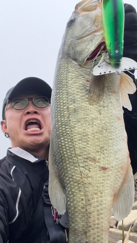 ブラックバスの釣果