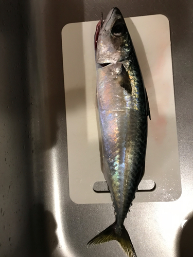 サバの釣果