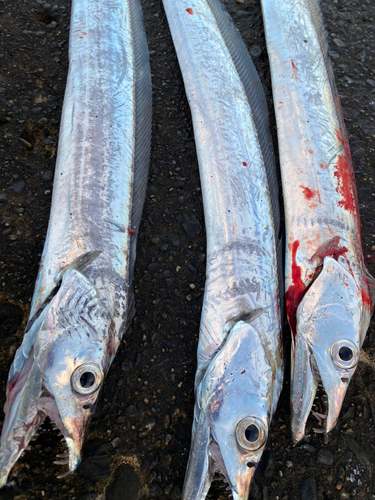 タチウオの釣果