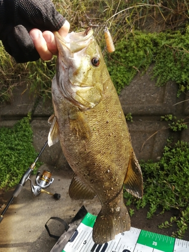 スモールマウスバスの釣果