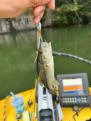 ブラックバスの釣果