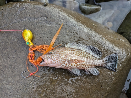 オオモンハタの釣果