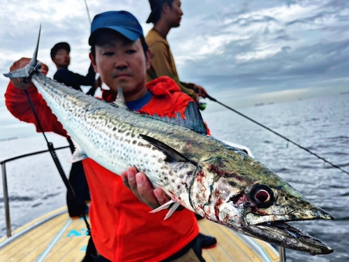 サワラの釣果