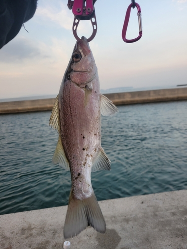 セイゴ（ヒラスズキ）の釣果