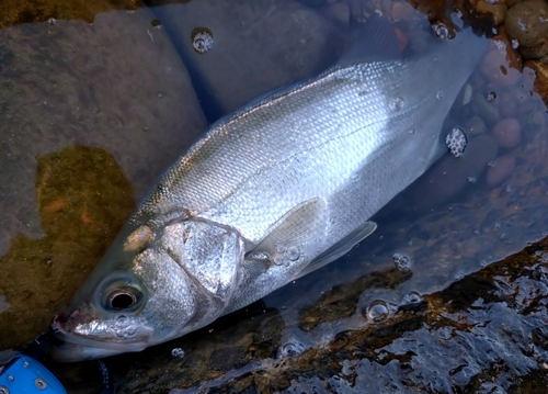 セイゴ（ヒラスズキ）の釣果