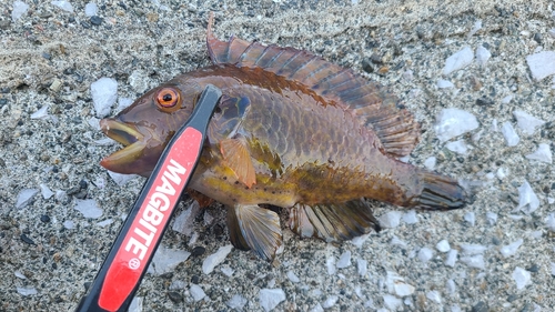 オハグロベラの釣果