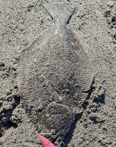 ヒラメの釣果