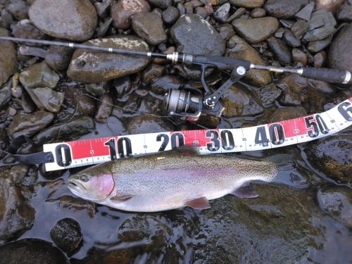 ニジマスの釣果