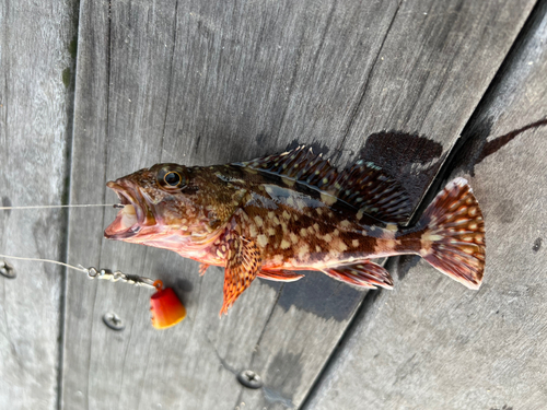 カサゴの釣果