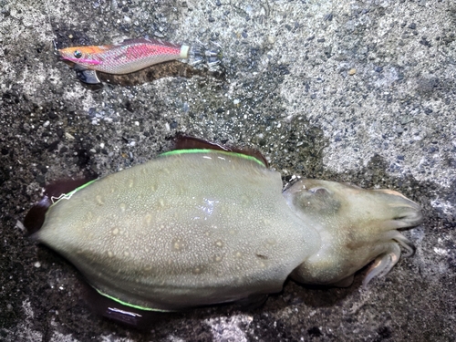 コウイカの釣果