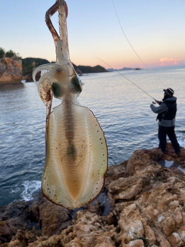 アオリイカの釣果