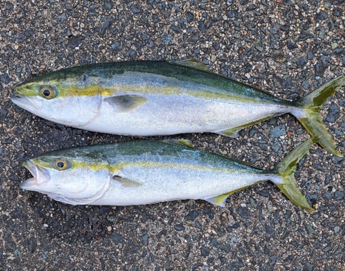 ツバスの釣果