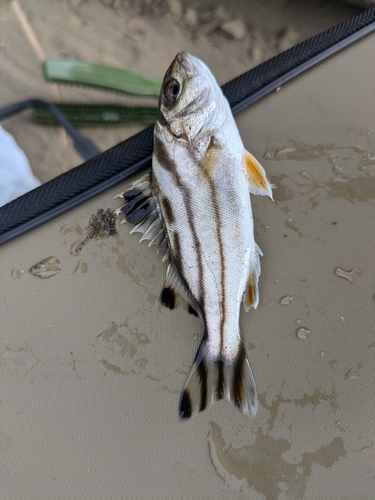 コトヒキの釣果