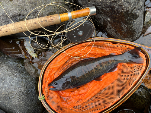 ヤマメの釣果