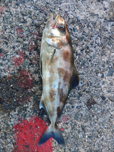 アイブリの釣果