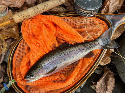 ニジマスの釣果