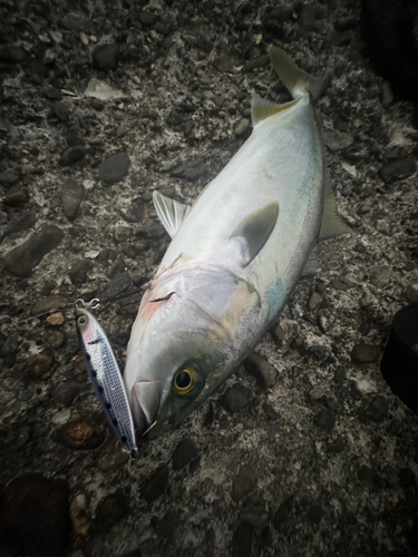 イナダの釣果