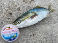 イナダの釣果