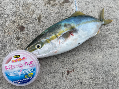 イナダの釣果