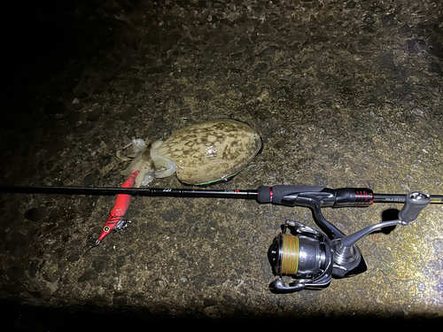 コウイカの釣果