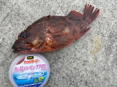 アカメバルの釣果