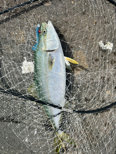 イナダの釣果