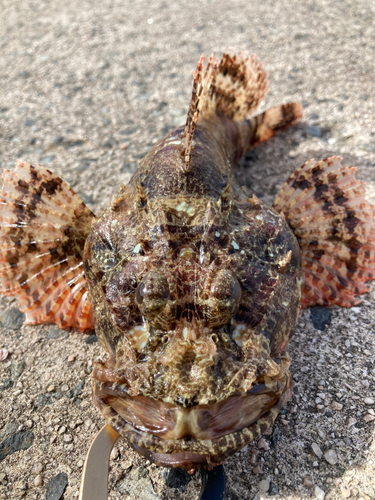 オニカサゴの釣果