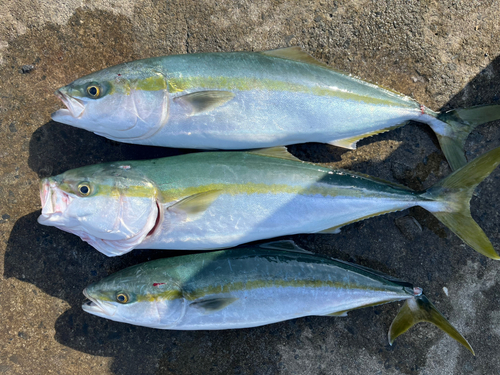 ワラサの釣果