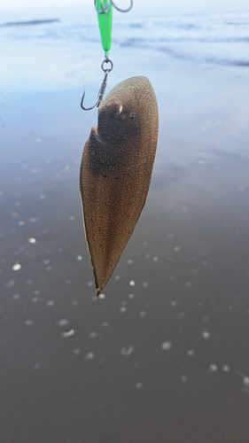 シタビラメの釣果