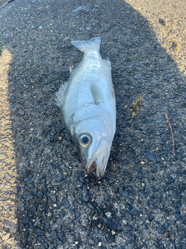 フッコ（ヒラスズキ）の釣果