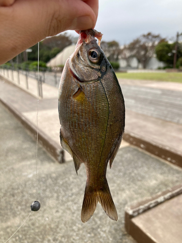 ウミタナゴの釣果