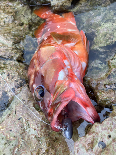 アカハタの釣果