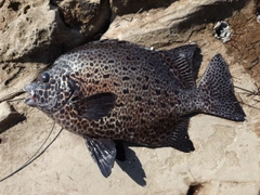 イシガキダイの釣果