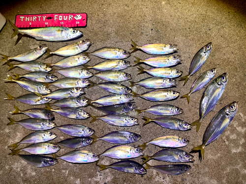 アジの釣果