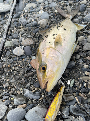 ショゴの釣果