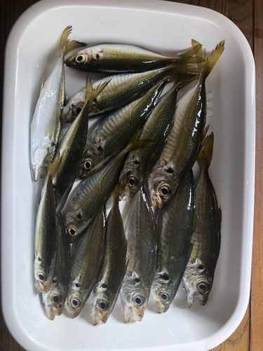 アジの釣果