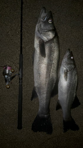 ヒラスズキの釣果