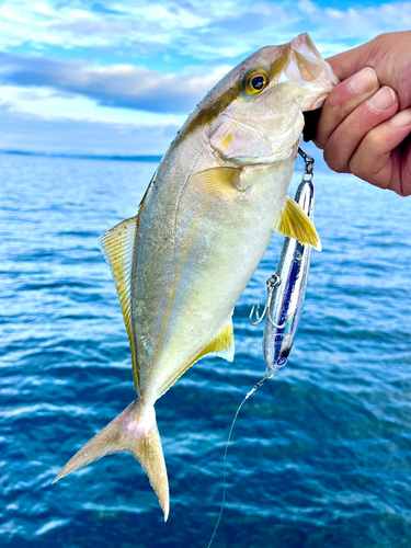 ネリゴの釣果