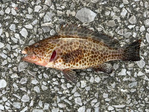 オオモンハタの釣果