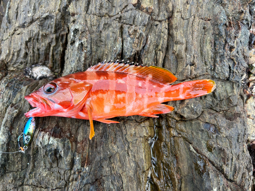 アカハタの釣果