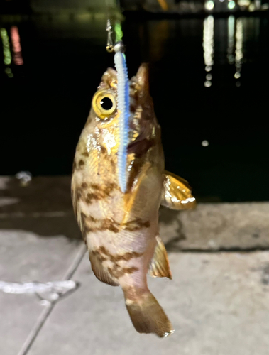 メバルの釣果