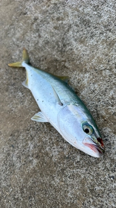 ワカシの釣果