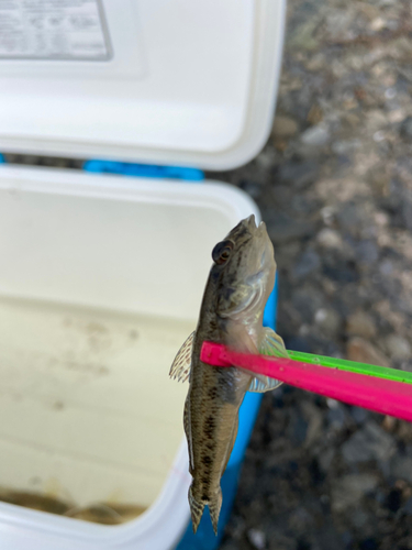 マハゼの釣果