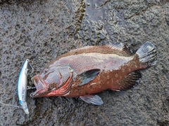 アザハタの釣果