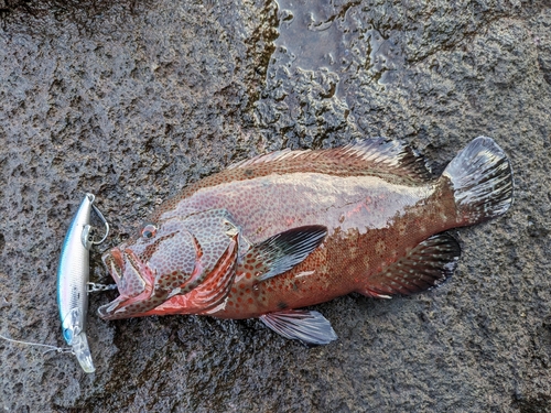 ホウセキハタの釣果