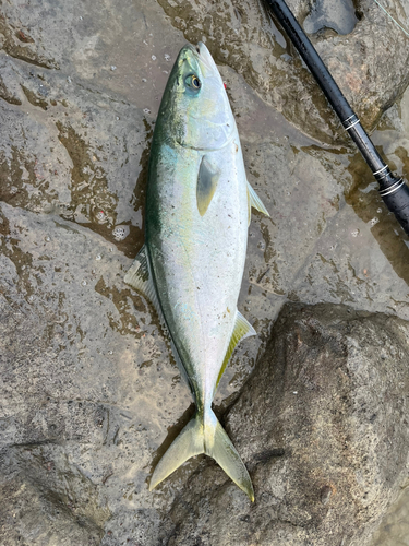 イナダの釣果